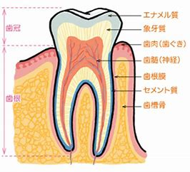 歯がしみる 原因と対処法 公益社団法人神奈川県歯科医師会